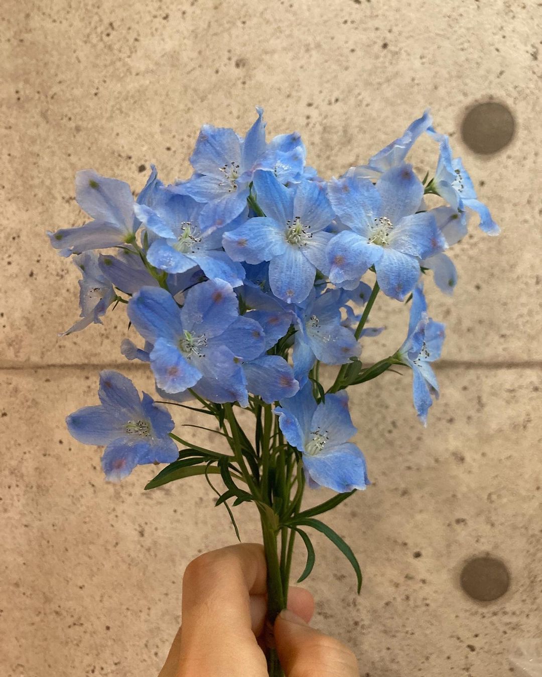 本日、4月12日でオパン5周年を迎えます（2021.04.12）