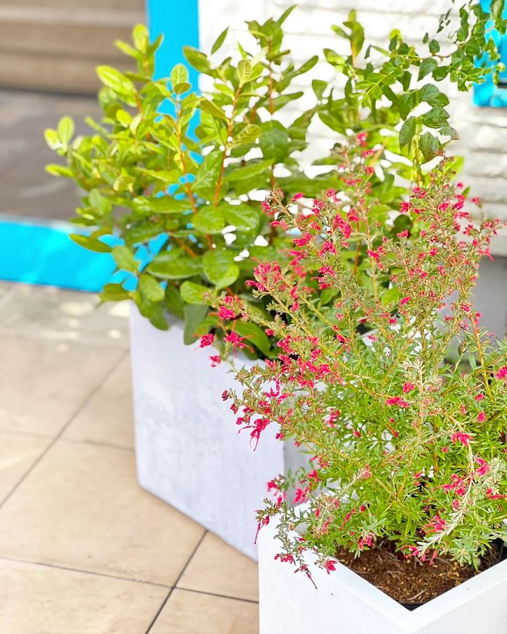 お店の植栽をリニューアル頂きました（2023.03.07）